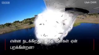 விமானத்திலிருந்து ஏரியில் வீசப்படும் மீன்கள் - காரணம் என்ன?