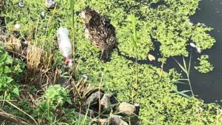 Dead duck