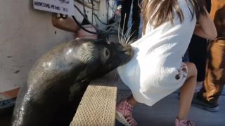 Momento en el que un lobo marino toma a la niña por el vestido.