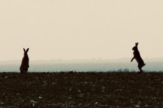 Silhouette of two rabbits