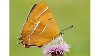 A brightly coloured orange butterfly with a white body sits on a pale pink flower with lots of petals.