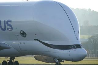 Beluga