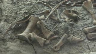 Name for dinosaur found on Vale of Glamorgan beach - BBC News