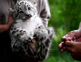 Berlin'deki Tierpark Hayvanat Bahçesi'nde bir yavru kar leoparı ilk aşını oluyor. 13 Haziran 2017'de doğan leopara henüz isim verilmedi.