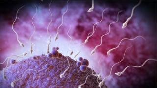 விந்தணுக்கள் அண்டத்தை நோக்கிச் செல்லுதல்.