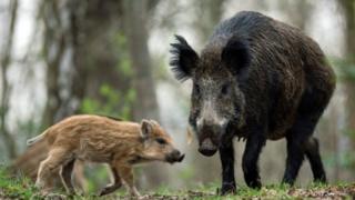 Wild boar in Berlin woodland, 2016 file pic