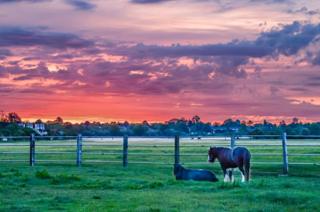 Sunrise over a field with horses