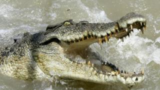 A large saltwater crocodile shows aggression as a boat passes by (file photo)