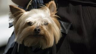 A Yorkshire terrier sticking its head out of a handbag