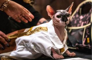A cat wears a sparkly costume