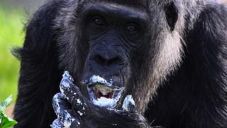 Le gorille des plaines occidentales Fatou, la plus vieille du monde selon le zoo de Berlin, mange un gâteau à l'occasion de son 65e anniversaire au zoo de Berlin, en Allemagne