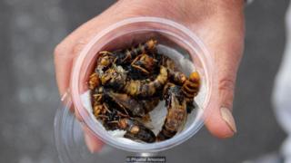 wasp