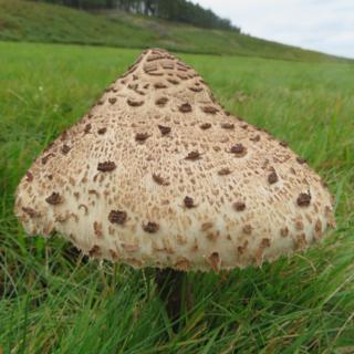Mushrooms in a field