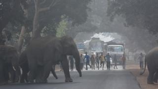 उडिसा हात्ती