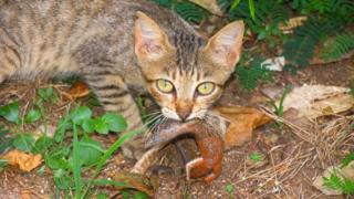 Gato com lagarto na boca