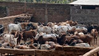 Ikibazo c'ubwatsi bw'inka giteje ikibazo hagati ya Kenya na Tanzania
