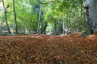 Woodland covered in leaves