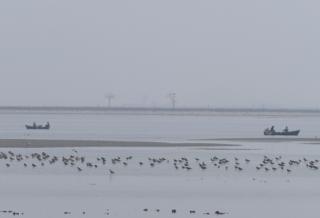 Aves migratorias en Corea del Norte