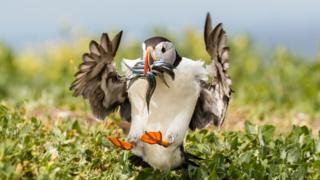 A Puffin With Sand Eels Landing.