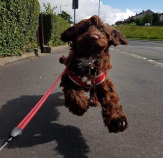 Happy dog
