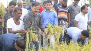 ধান কাটা