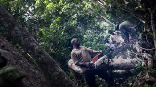 Exploitation forestière au Gabon