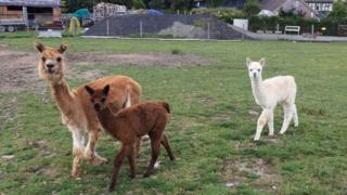 Whiskey and Pep (left to right) with a parent in the background