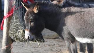 China ta rage harajin shigar da fatar jaki kasar