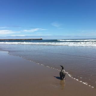 A single guillemot on Spittal Beach, at the River Tweed estuary
