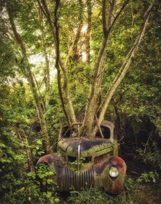 An abandoned car with a tree growing out of the bonnet