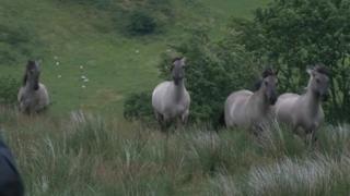 Konik horses