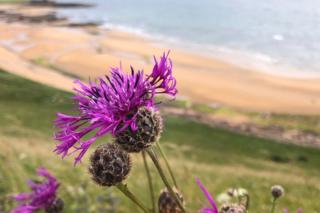 Eine Distel mit Blick auf Earlsferry Bay