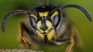 The sight of a wasp can make a lot of us nervous, but they're actually pretty important insects