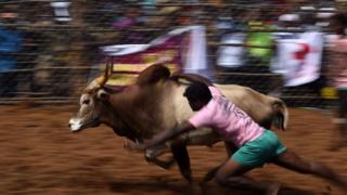 ஜல்லிக்கட்டு
