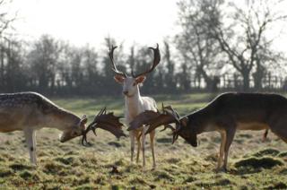 Two deer rutting