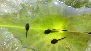 Tadpoles on a leaf