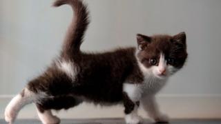 Котенок