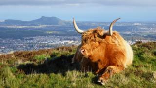 a coo in the Pentlands