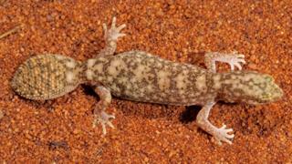 flat tailed gecko