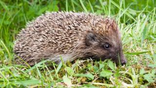 European Hedgehog (Erinaceus europaeus)