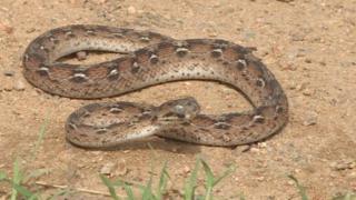 Kaltungo Snake Bite