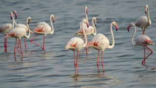 கண்டம் விட்டு கண்டம் வரும் பிளமிங்கோ.