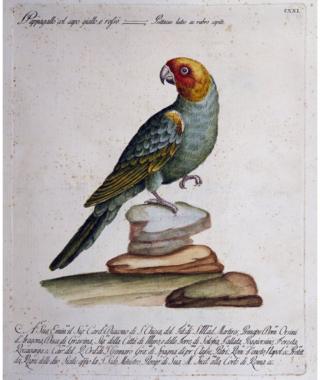 Carolina parakeet engraving