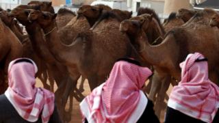 Camellos