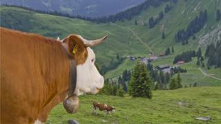 Корова смотрит в гору в Германии, ясно демонстрируя свой колокольчик
