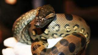 Anaconda verde