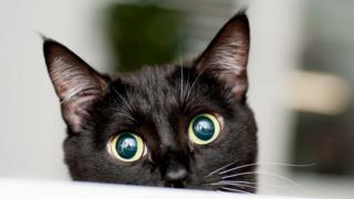 Gato