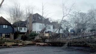 A fallen tree in Bromley, south-east London