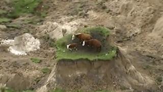 Yeni Zelanda inekler