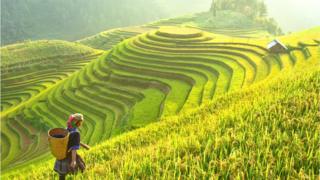Рис собирают на северо-западе Вьетнама